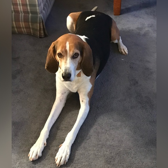 Treeing walker coonhound explained - Picture 8 of 15